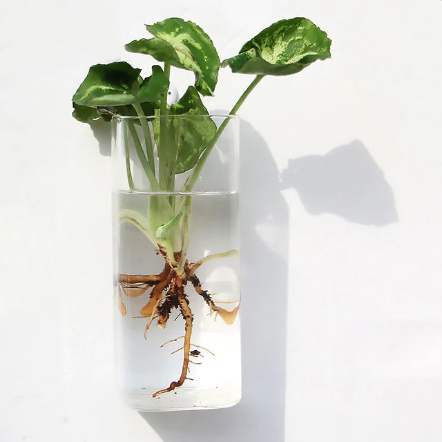 Glass Wall Hanging Flower Vase — Considered Home Styling — Lifestyle 8
