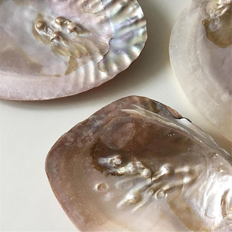 Natural Seashell Jewelry Tray — Considered Home Styling — Lifestyle 3