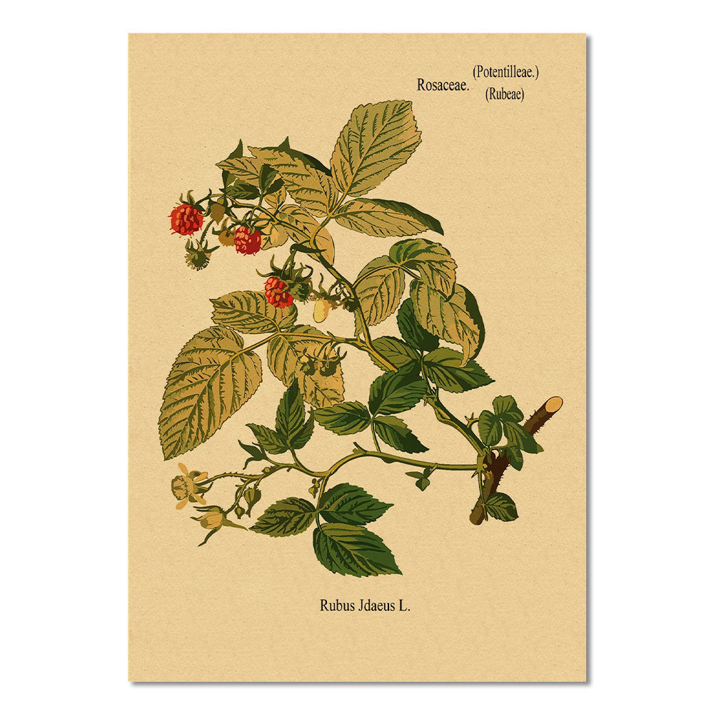 Raspberry Bush Kraft Paper Poster — Considered Home Styling — Front view