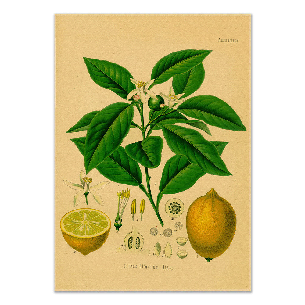 Lemon Tree Kraft Paper Poster — Considered Home Styling — Front view
