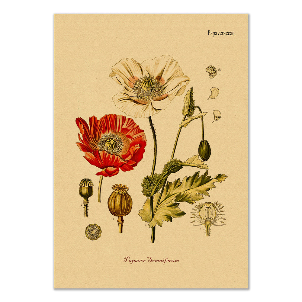 Poppy Flower Kraft Paper Poster — Considered Home Styling — Detail