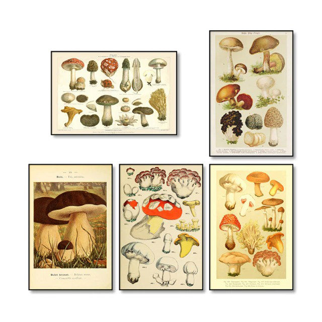 Vintage Mushrooms Canvas Posters — Considered Home Styling — Lifestyle 6
